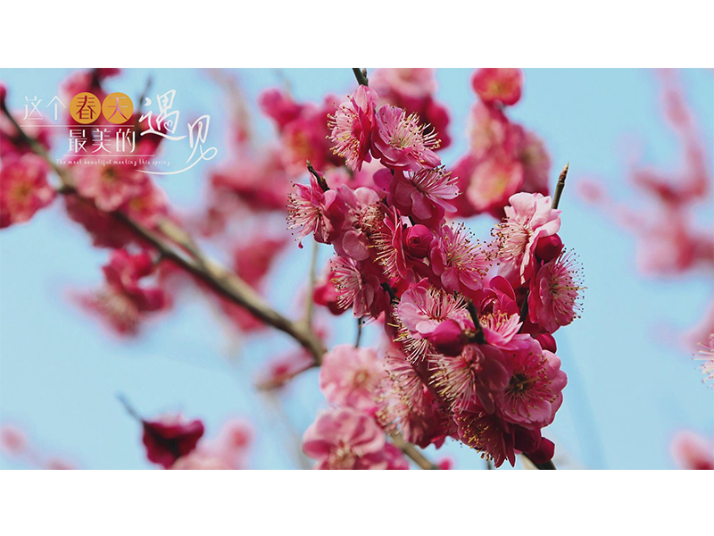 花开三月天 春意满校园丨快看！新乡测绘学校的花儿，开了！